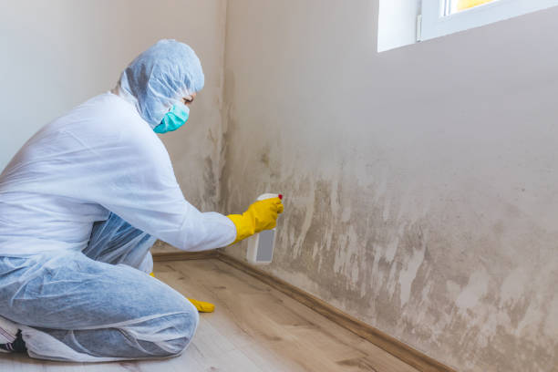 Licensed Mold Remediation service in Schaumburg, IL - WQB Mold Removal